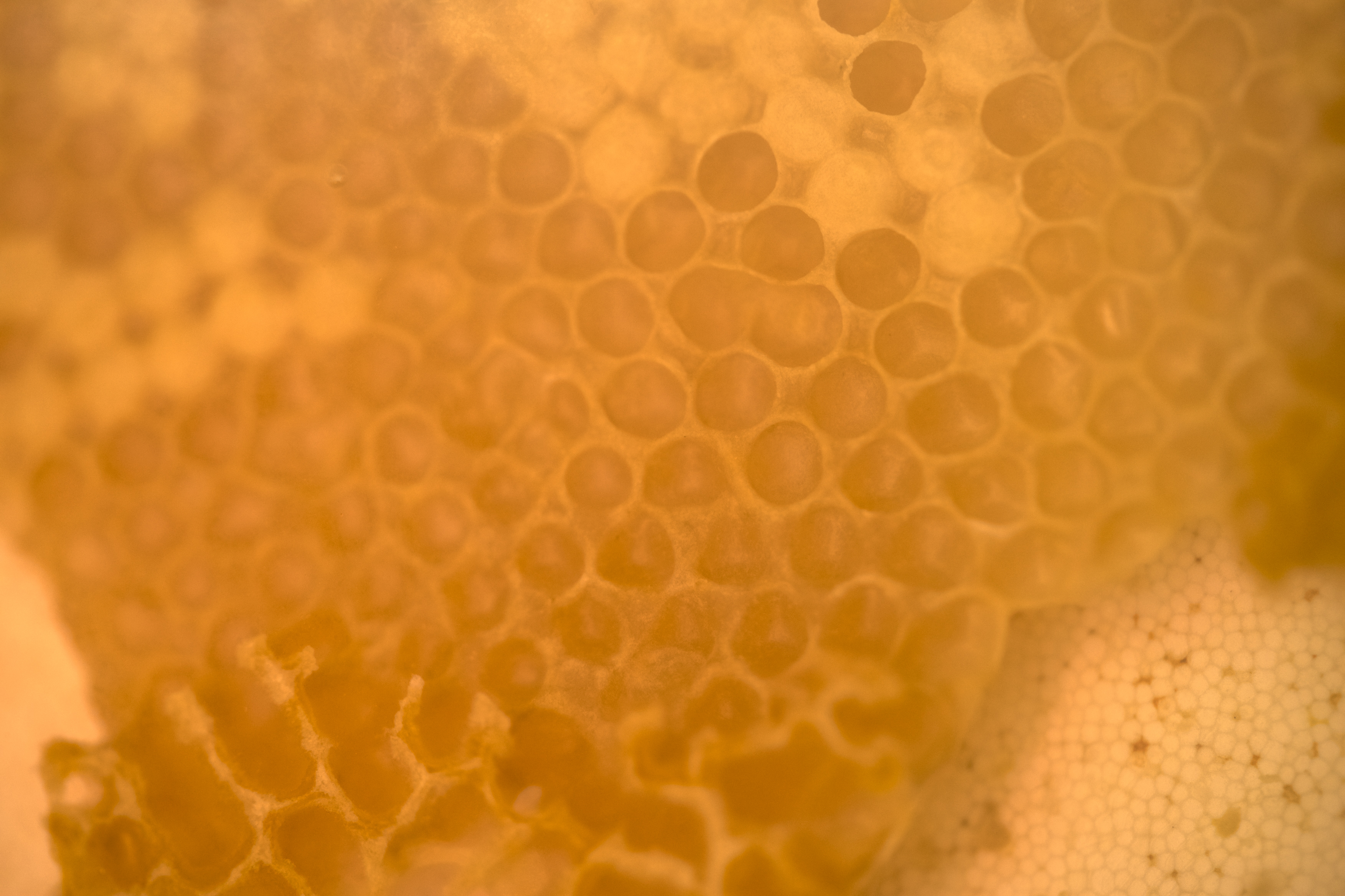 Nærbillede af bikuber