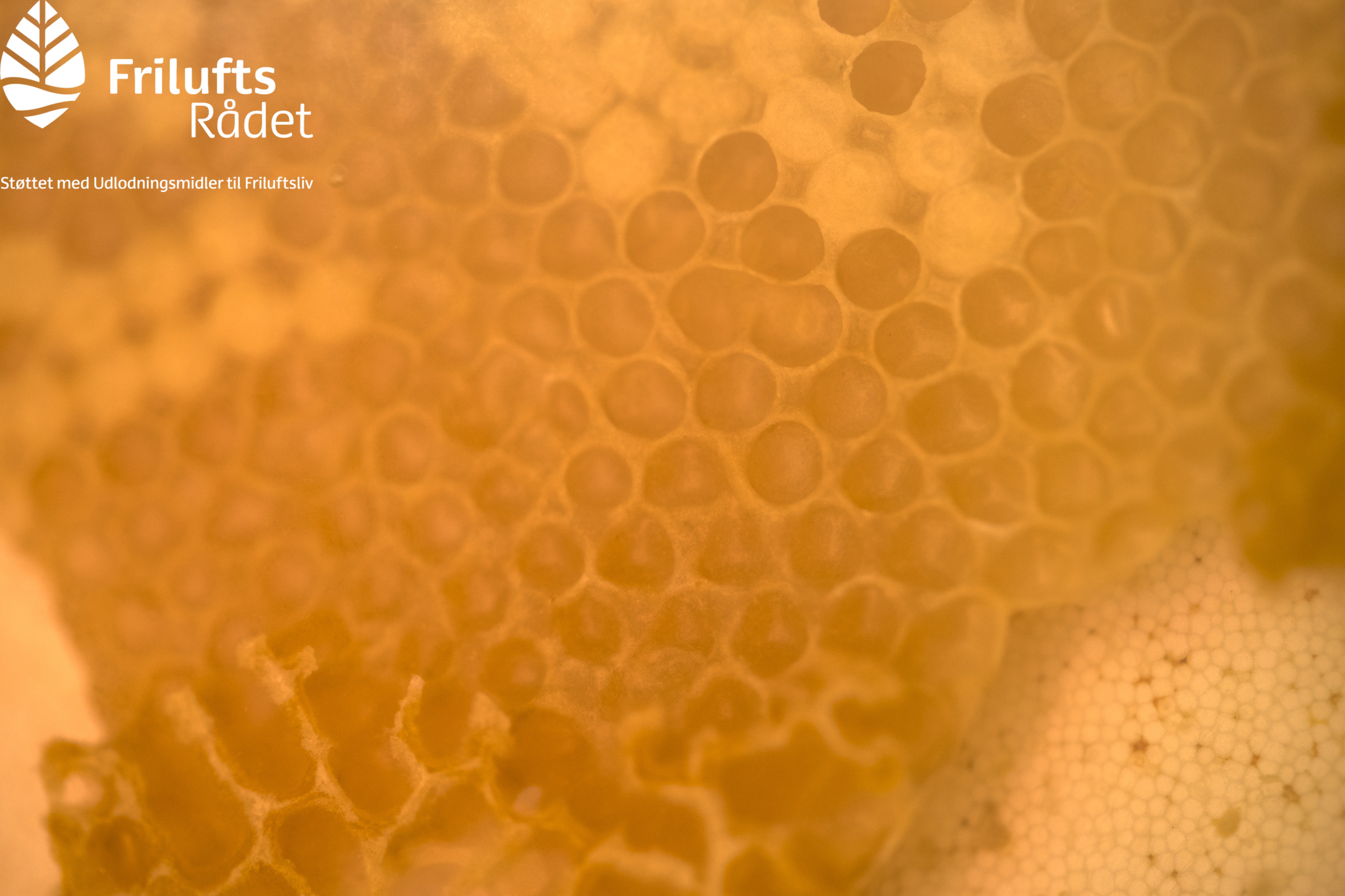 Nærbillede af bikuber